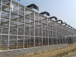 新疆伊犁霍城生態餐廳（玻璃連棟智能溫室）